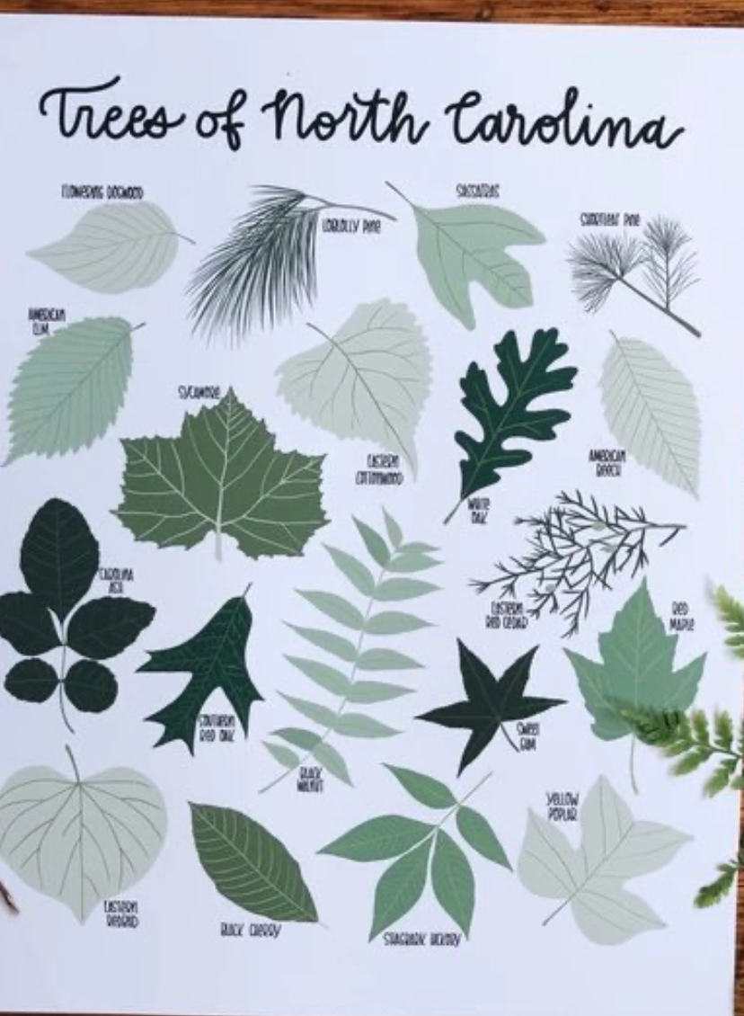 Trees of NC Print