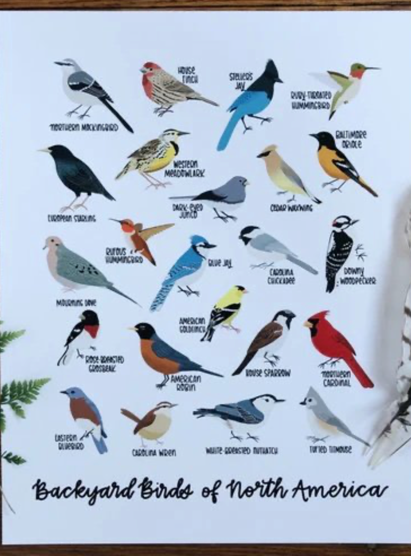 Birds of North Carolina Print